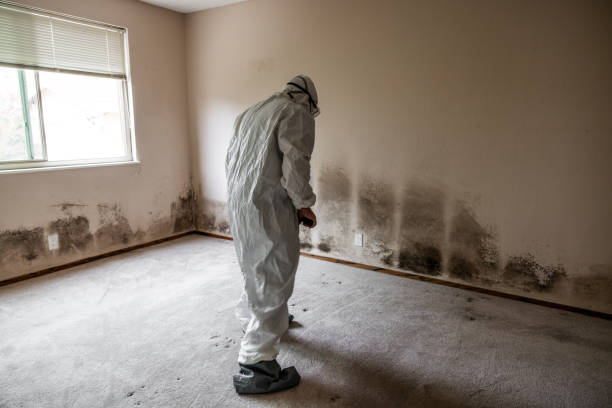 Best Mold Remediation for Healthcare Facilities  in Worland, WY